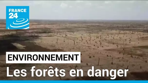 Environnement : la déforestation s'accélère dans le monde • FRANCE 24