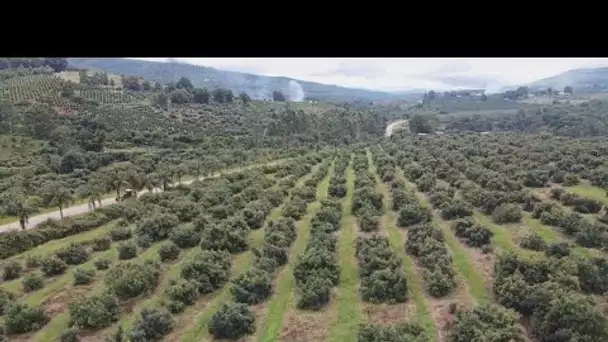 En Afrique du Sud, les agriculteurs luttent contre les vols d'avocats, véritable or vert