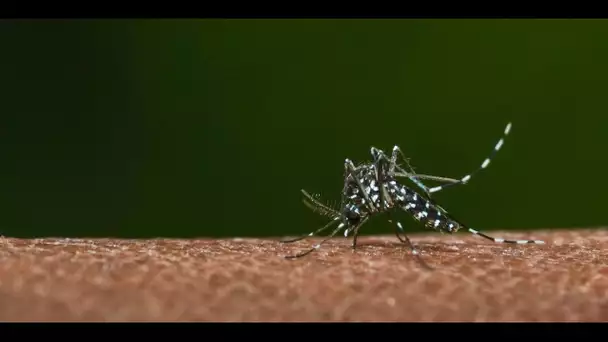 Moustiques tigres : la castration plutôt que les insecticides