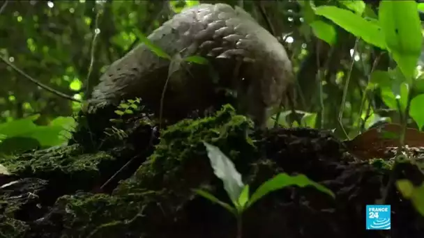 Le trafic de viande du pangolin en Côte d'Ivoire