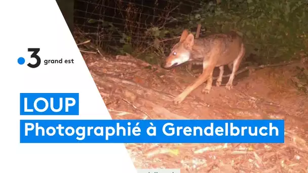 Loup : photographié à Grendelbruch