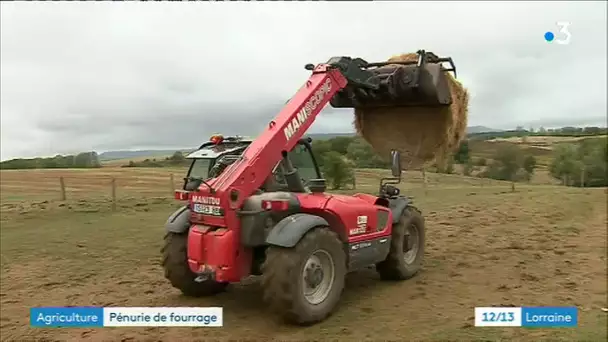 Conséquences de la sécheresse dans les Vosges