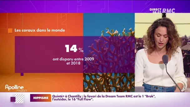 14% des coraux ont disparu dans le monde entre 2009 et 2018