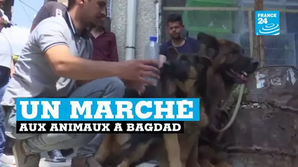 Un marché aux animaux à Bagdad