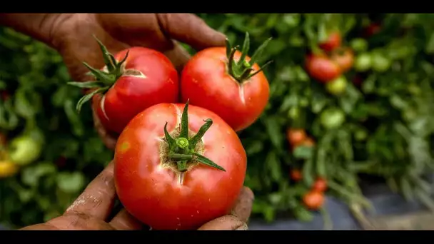 Acheter des tomates bio françaises hors saison est de nouveau possible : une aberration ?