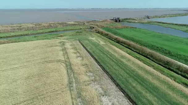 Le Marais Poitevin et le réchauffement climatique (2/2)