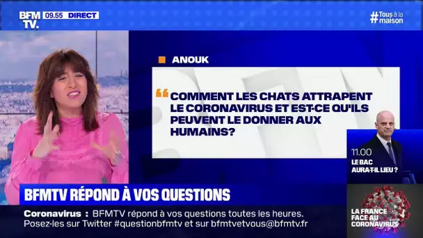 Les chats peuvent-il attraper le Coronavirus et le donner aux humains? BFMTV répond à vos questions