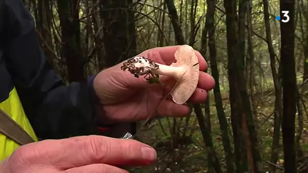 Champignons, la passion de Christian Dubourgeois