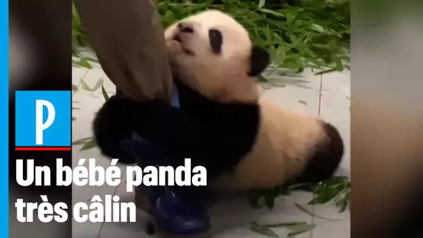 Ce bébé panda reste accroché aux bottes de son soigneur