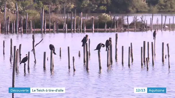 Réserve ornithologique du Teich, un voyage insolite tout près de Bordeaux