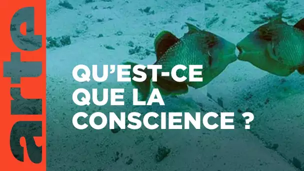 Les animaux ont-ils conscience d’eux-mêmes ? | 42, la réponse à presque tout | ARTE