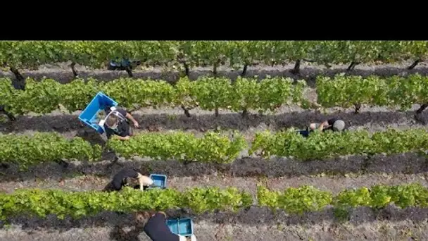 Sécheresse en Bordelais : des vendanges précoces, mais un millésime 2022 prometteur