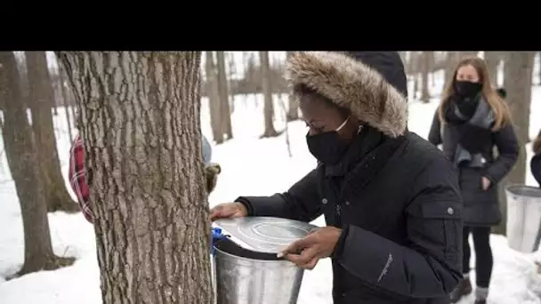 Canada : moins de sirop d'érable à cause du dérèglement climatique