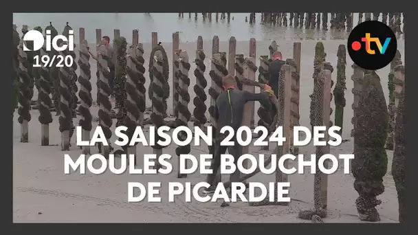 La saison 2024 des moules de bouchot de Picardie enfin lancée