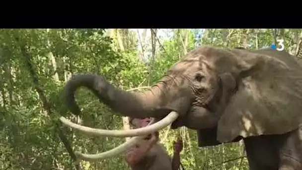 Rendez-vous en terre animale : en balade avec Baby, femelle éléphant d'Afrique du Sud