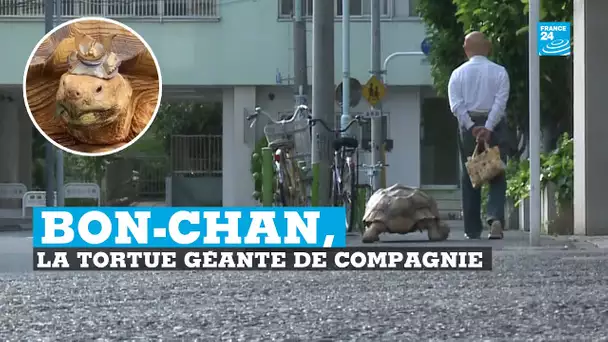 Une tortue de compagnie géante anime les rues de Tokyo