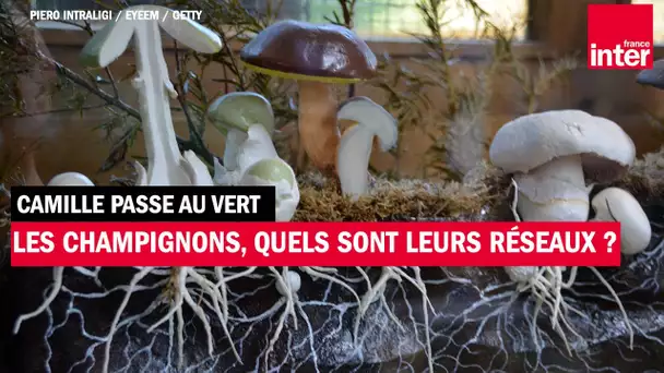 Les champignons, quels sont leurs réseaux ?