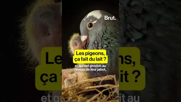 Les pigeons, ça fait du lait ?