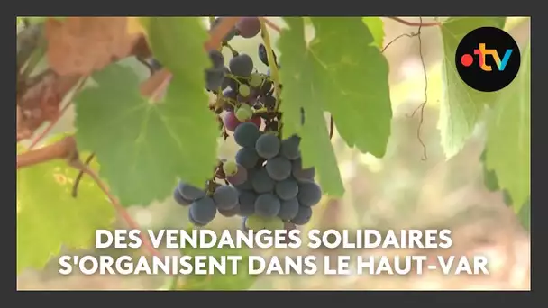 Des vendanges solidaires s'organisent dans le Haut-Var