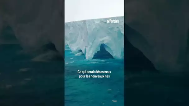 Alerte à l'iceberg géant à la dérive : un  risque de collision avec une île britannique redouté