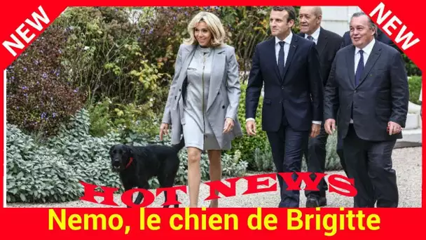 Nemo, le chien de Brigitte et Emmanuel Macron, sème la terreur dans les jardins de l'Elysée