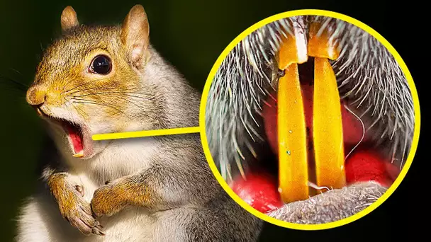 Les dents d'écureuil sont orange et + de 100 faits fascinants sur les animaux à chercher sur Google