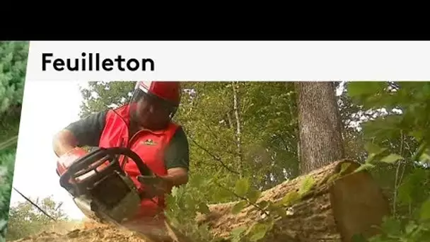 Feuilleton au cœur des forêts du Centre-Val de Loire : la vente du bois