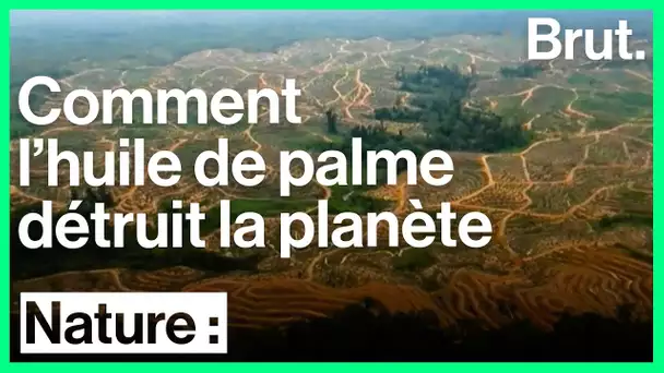 La culture de l&#039;huile de palme menace la planète