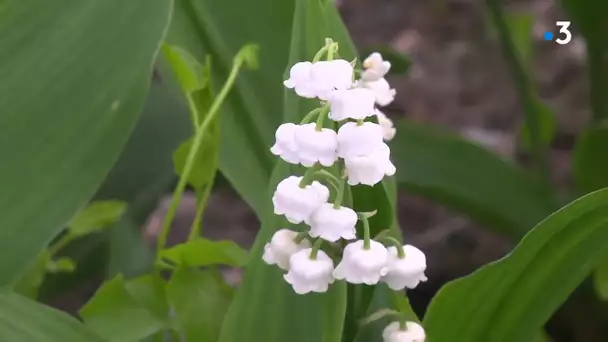 Moins de 20% de la production de muguet de Nouvelle-Aquitaine sera vendue