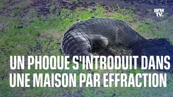 Nouvelle-Zélande : un phoque s'introduit dans une maison par effraction