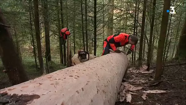 La sécheresse et les scolytes impactent les artisans sangliers du Doubs