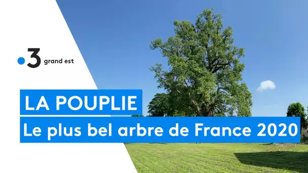 La Pouplie, l'histoire du plus bel arbre de France 2020