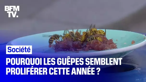 Pourquoi les guêpes semblent proliférer cette année ?