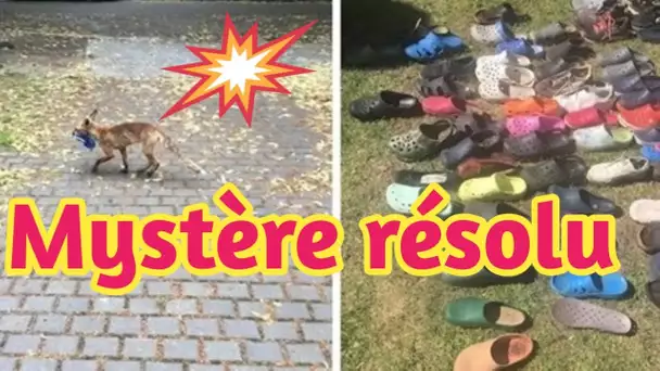 Mystère résolu - un renard cleptomane retrouvé avec une centaine de chaussures dans sa cachette