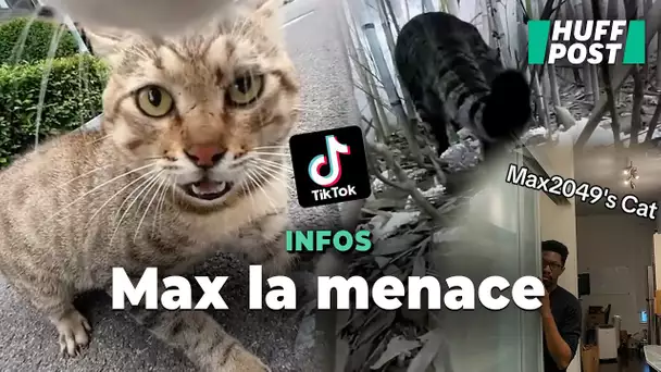 Ce chat avec une caméra est la terreur de son quartier (et de TikTok)