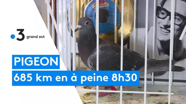 Peggy Sue, une pigeonne de Cormontreuil, gagne un concours international