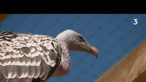 A Sciez en Haute Savoie, on peut murmurer à l&#039;oreille des rapaces