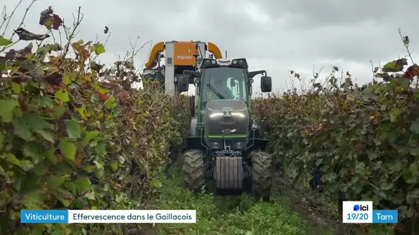 De la vigne à la cave, c'est l'effervescence pendant les vendanges dans le gaillacois