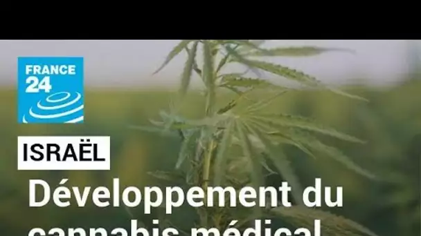 En Israël, une ville du désert veut devenir la capitale du cannabis médical • FRANCE 24