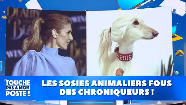 Les sosies animaliers fous des chroniqueurs !