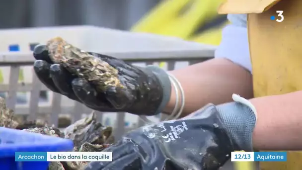 Un couple d'ostréiculteurs produit des huîtres certifiées BIO, une première pour Arcachon