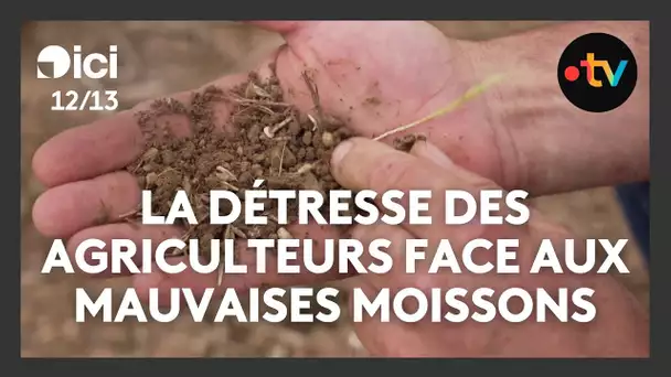 La détresse des agriculteurs face aux mauvaises moissons