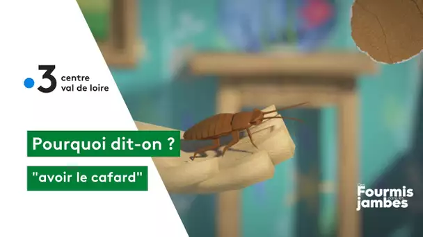 Pourquoi dit-on : avoir le cafard !