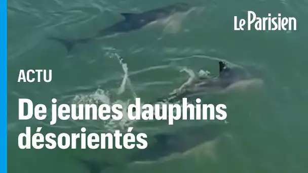 Trois jeunes dauphins piégés dans le Vieux-Port de la Rochelle