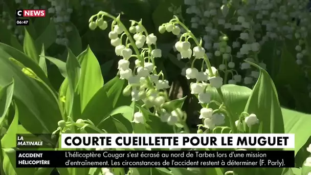 Courte cueillette pour le muguet