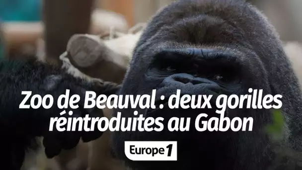 Deux gorilles du zoo de Beauval vont être réintroduites au Gabon
