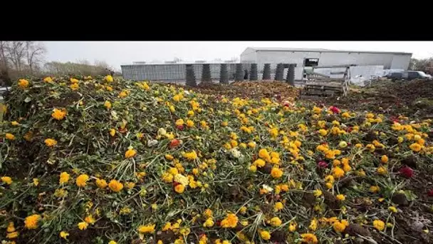 Printemps morose pour les fleuristes et les horticulteurs