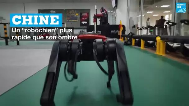 Un “robochien” chinois plus rapide que son ombre