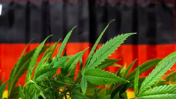 L'Allemagne va légaliser la vente de cannabis et vise un marché à 5 milliards d'euros !