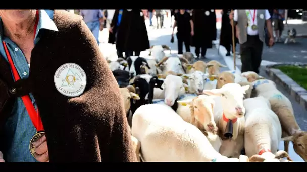 Pyrénées : la multiplication des attaques d'ours exaspère les éleveurs de l'Ariège